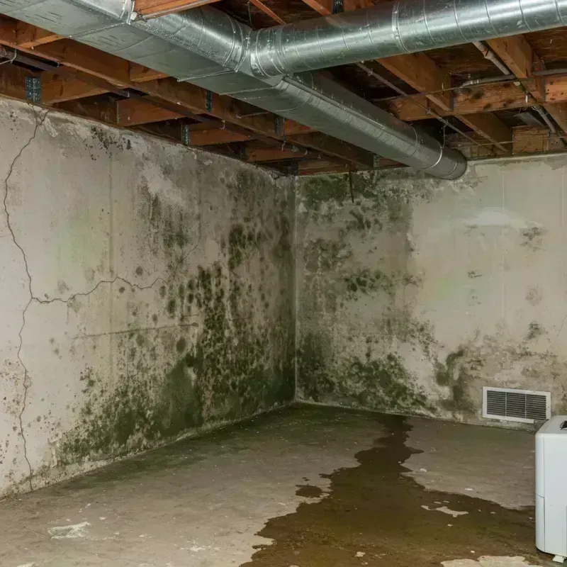 Professional Mold Removal in South Jacksonville, IL